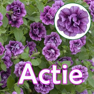 Bild von Petunia P12 "Actie" Double Hot Pink Veins